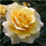 SUNNY SKY (hybrid tea)